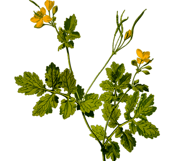 ravimtaim meeste munandivalu leevendamiseks